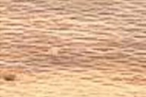 madera de avellano madera de avellano